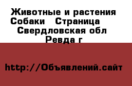 Животные и растения Собаки - Страница 11 . Свердловская обл.,Ревда г.